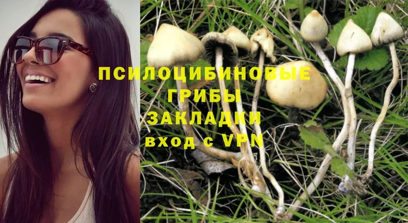 купить закладку  Нестеров  Галлюциногенные грибы MAGIC MUSHROOMS 